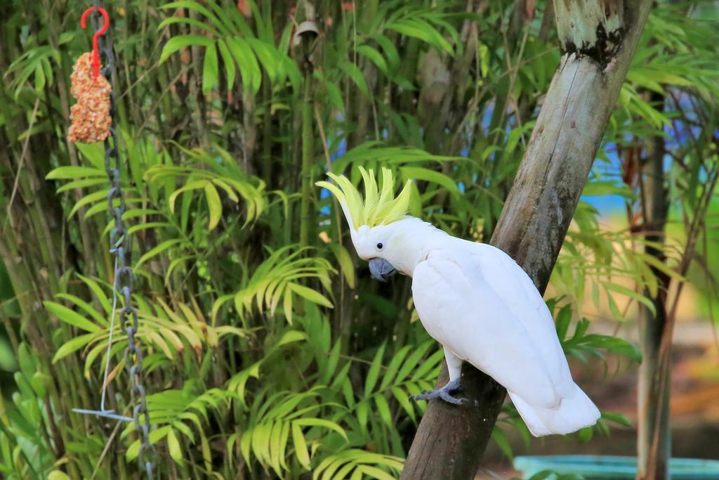 Big4 Whitsundays Tropical Eco Resort Airlie Beach Luaran gambar